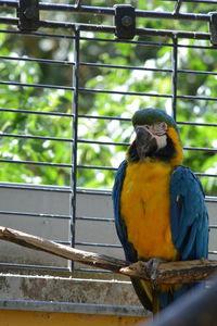 Close-up of a bird in cage