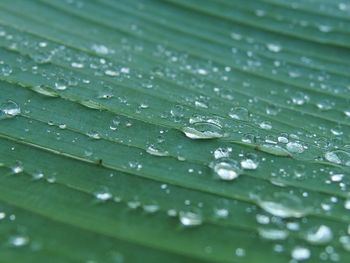 Full frame shot of raindrops on leaf
