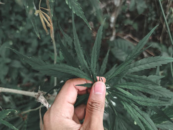 Cropped hand holding plant