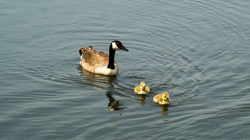 High angle view of canada geese and goslings young chicks swimming on lake