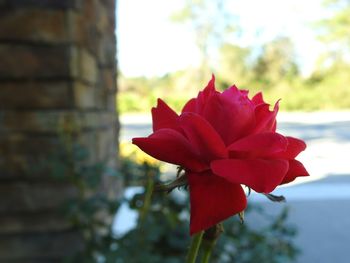 Close-up of red flower blooming against sky