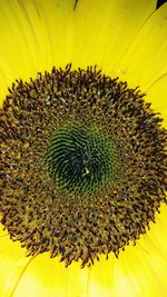 Close-up of sunflower