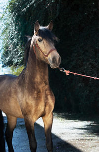 Horse standing in a farm