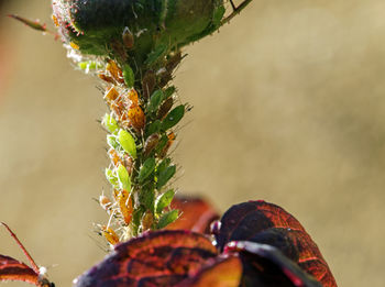 Close-up of orange leaves on plant