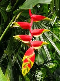 Close-up of red flowering plant