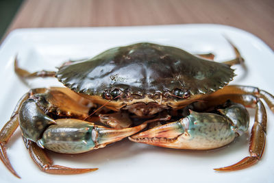 Close-up of crab in plate