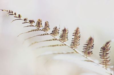 Plants growing in the dark