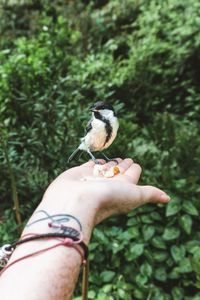 Close-up of hand holding bird eating plant