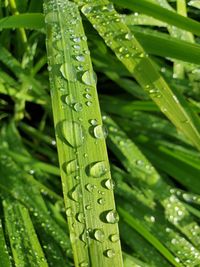 Close-up of water drops on blade of grass