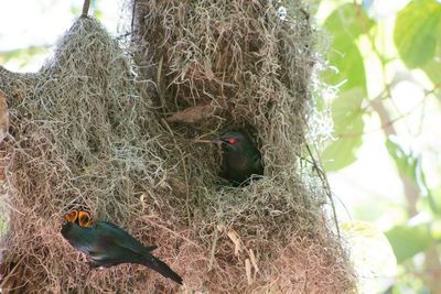 Close-up of bird in nest