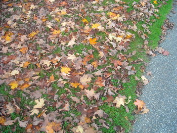 High angle view of maple leaves fallen on plant