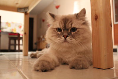 Close-up of cat at home