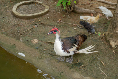 High angle view of birds in lake