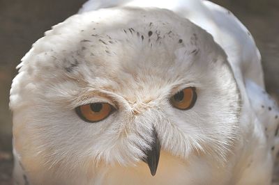 Portrait of snowy owl