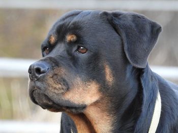 Close-up of dog looking away