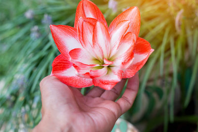 Close-up of hand holding red flower