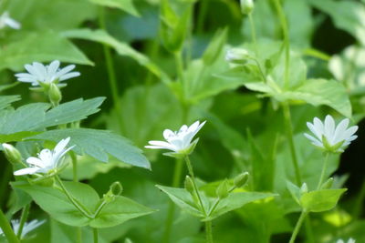 Close-up of white flowering plants