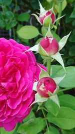 Close-up of pink flowering plant