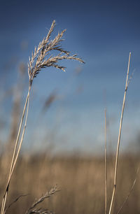 Close-up of stalks in field against sky