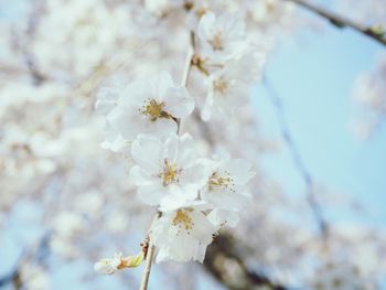 Close-up of white blossoms blooming on tree during spring