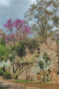 Pink flowers growing on tree