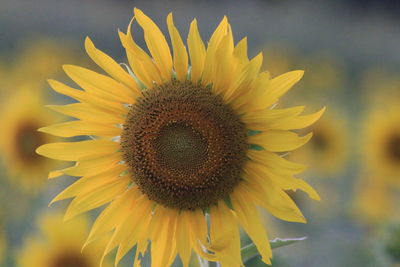 Close-up of sunflower