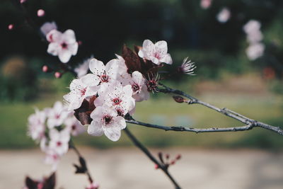 Close-up of pink cherry blossoms in spring