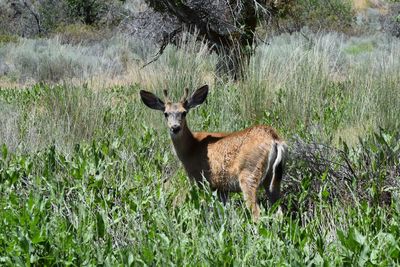 Deer on grass