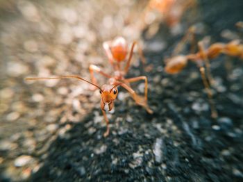 Close-up of spider