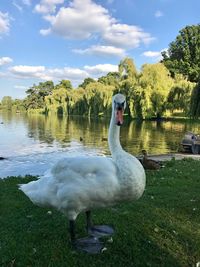 Swan swimming on lake against sky