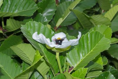 High angle view of insect on white flower