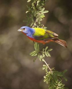 Close-up of bird perching on plant