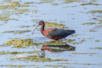 Close-up of bird perching on lake