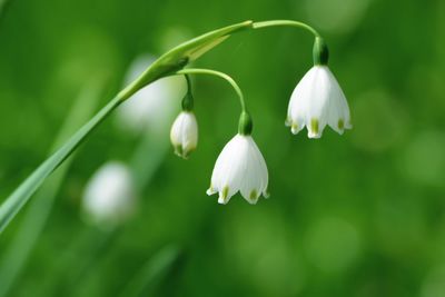 Close-up of white flowers