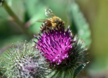 Close-up of insect on thistle flower