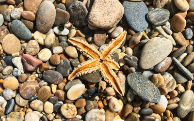 High angle view of crab on pebbles