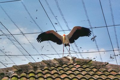 Low angle view of bird against sky