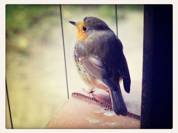 Close-up of bird perching on railing