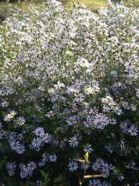 Full frame shot of flower tree