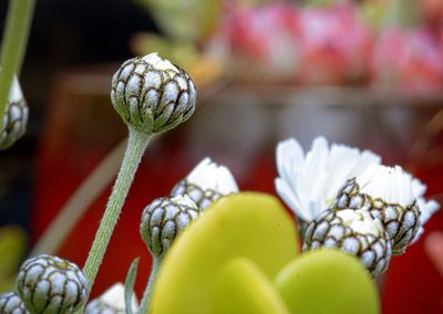 Close-up of cactus flower