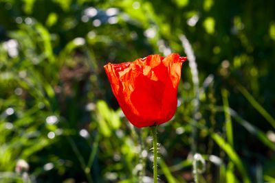 Close-up of red poppy flower