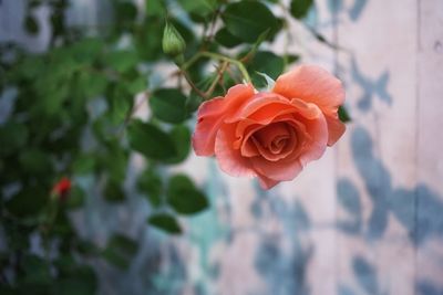 Close-up of flower blooming outdoors