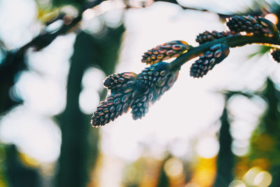 Close-up of flower growing on tree