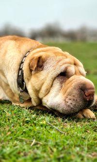 Close-up of a dog sleeping on grass