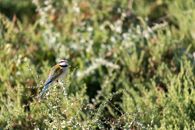 Bird perching on a plant