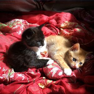 High angle view of kitten lying on sofa