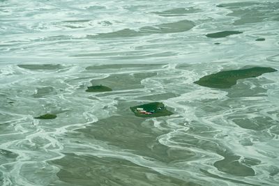 High angle view of crab swimming in sea