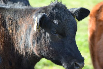 Close-up of cow