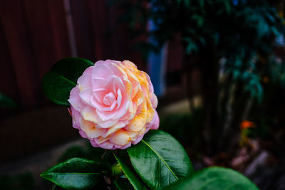 Close-up of pink rose