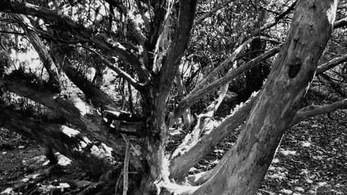 View of trees in forest